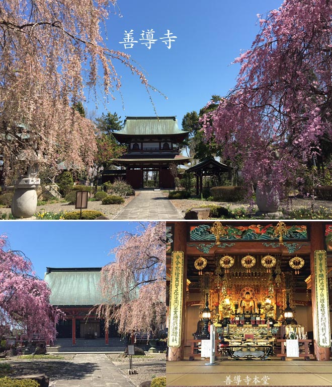 桜と善導寺